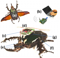 How The Robobeetle Works